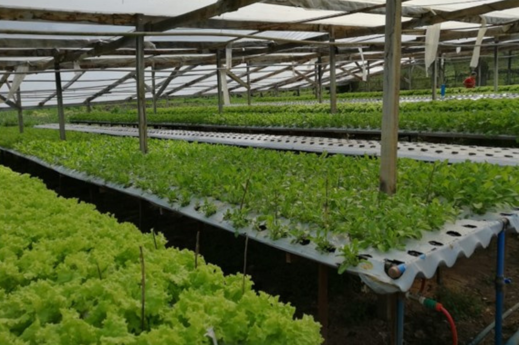 Hortaliças em cultivo intensivo